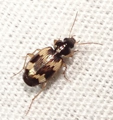 Tetragonoderus fasciatus