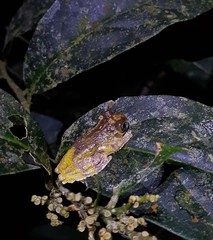 Dendropsophus marmoratus