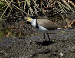 Vanellus miles