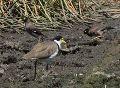 Vanellus miles