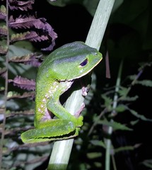 Phyllomedusa tarsius
