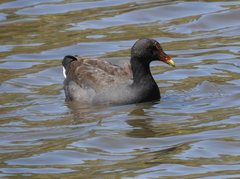 Gallinula tenebrosa