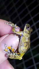 Dendropsophus marmoratus