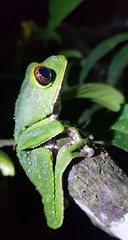 Phyllomedusa tarsius