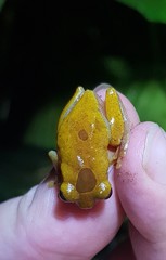 Dendropsophus reticulatus