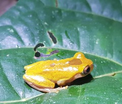 Dendropsophus reticulatus