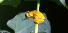 Dendropsophus reticulatus