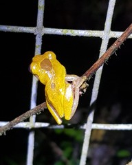Dendropsophus reticulatus