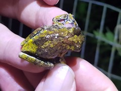 Dendropsophus marmoratus