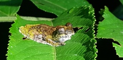 Dendropsophus marmoratus