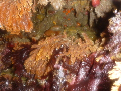 Aglaophenia latirostris