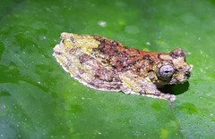 Dendropsophus marmoratus