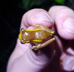 Dendropsophus bifurcus