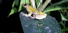Dendropsophus marmoratus
