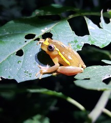 Dendropsophus bifurcus