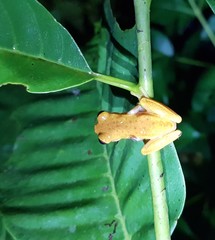 Dendropsophus reticulatus