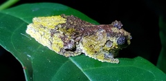 Dendropsophus marmoratus