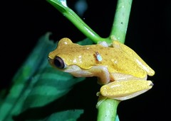 Dendropsophus reticulatus