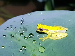 Dendropsophus rhodopeplus