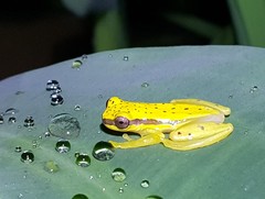 Dendropsophus rhodopeplus
