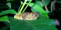 Dendropsophus marmoratus