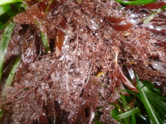 Microcladia borealis