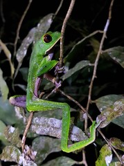 Phyllomedusa tarsius
