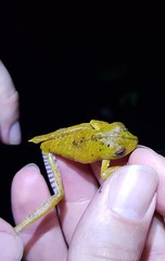Boana calcarata