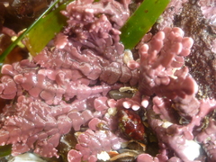 Calliarthron tuberculosum