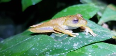 Boana calcarata