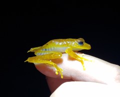 Boana calcarata