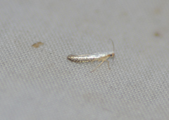 Argyresthia subreticulata