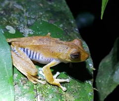 Boana calcarata