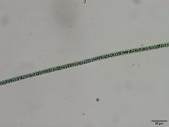 Planktothrix isothrix