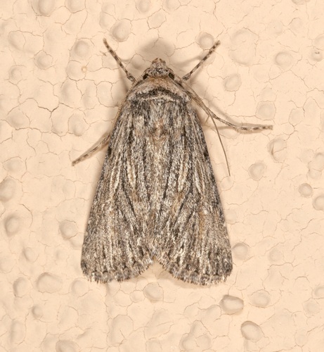 Sympistis major photo 3