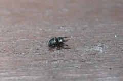 Harmochirus brachiatus