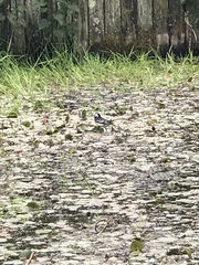 Motacilla alba yarrellii