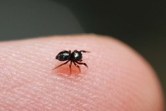 Harmochirus brachiatus