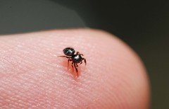Harmochirus brachiatus
