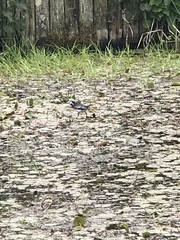 Motacilla alba yarrellii