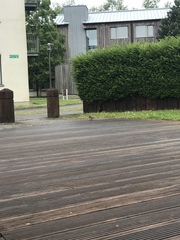 Motacilla alba yarrellii