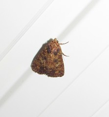 Condicini