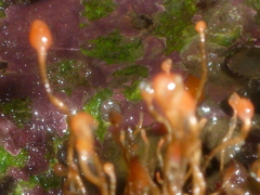 Ectopleura marina