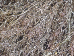 Odonthalia floccosa