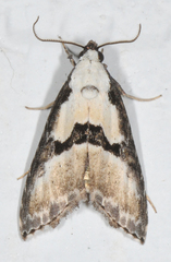 Nigetia formosalis