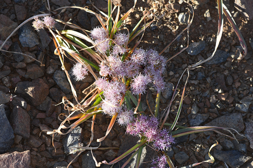 beegum onion (Allium hoffmanii)