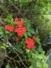 Rhododendron cumberlandense