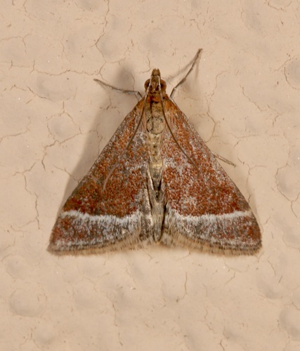 Lethal Pyrausta photo 4