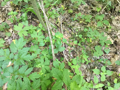 Poa sylvestris