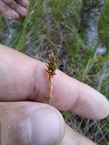 Image of Carex exilis by no rights reserved